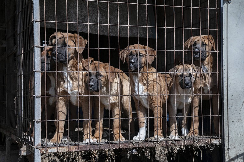 Contributed photo / Puppies are shown locked in a cage at a dog meat farm in Asan, South Korea, on March 6. A rescue operation is part of Humane Society International's efforts to fight the dog meat trade throughout Asia.