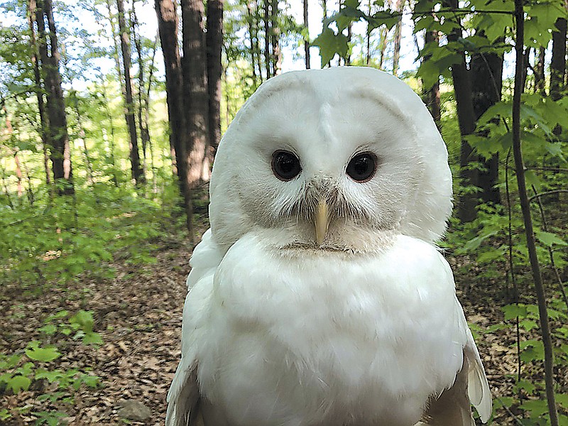 Photo contributed by Wings to Soar / Antares, a rare albino barred owl, was rescued from being attacked by crows in the Smoky Mountains. John Stokes says Antares is the only known albino barred owl in the U.S.
