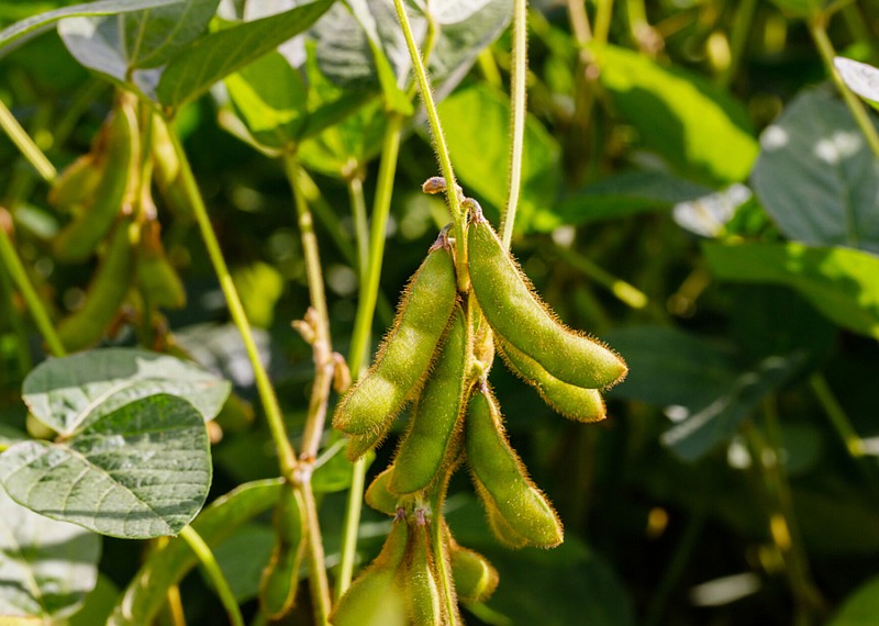 Contributed photo by Stacker / Soybeans are Tennessee's top crop valued at more than $965 million last year.