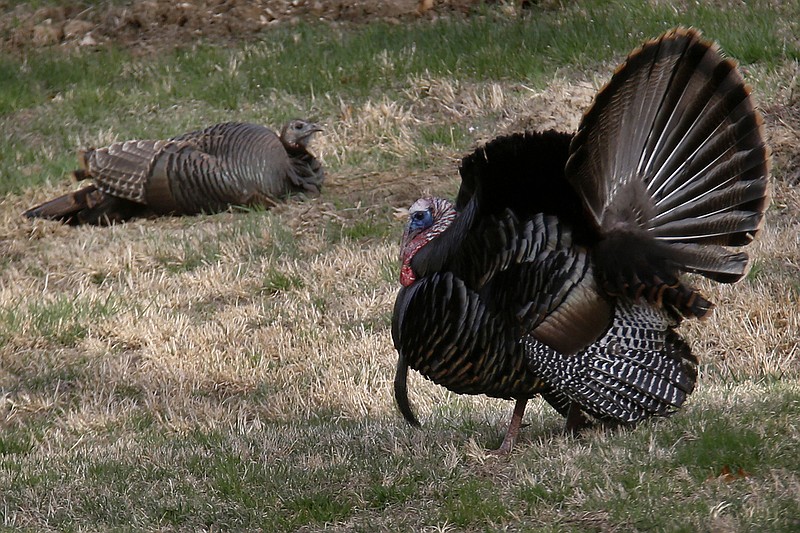 AP file photo by Keith Srakocic / A wild tom turkey fanning his tail and puffing out body feathers as he approaches a hen is one of the classic sights of early spring.