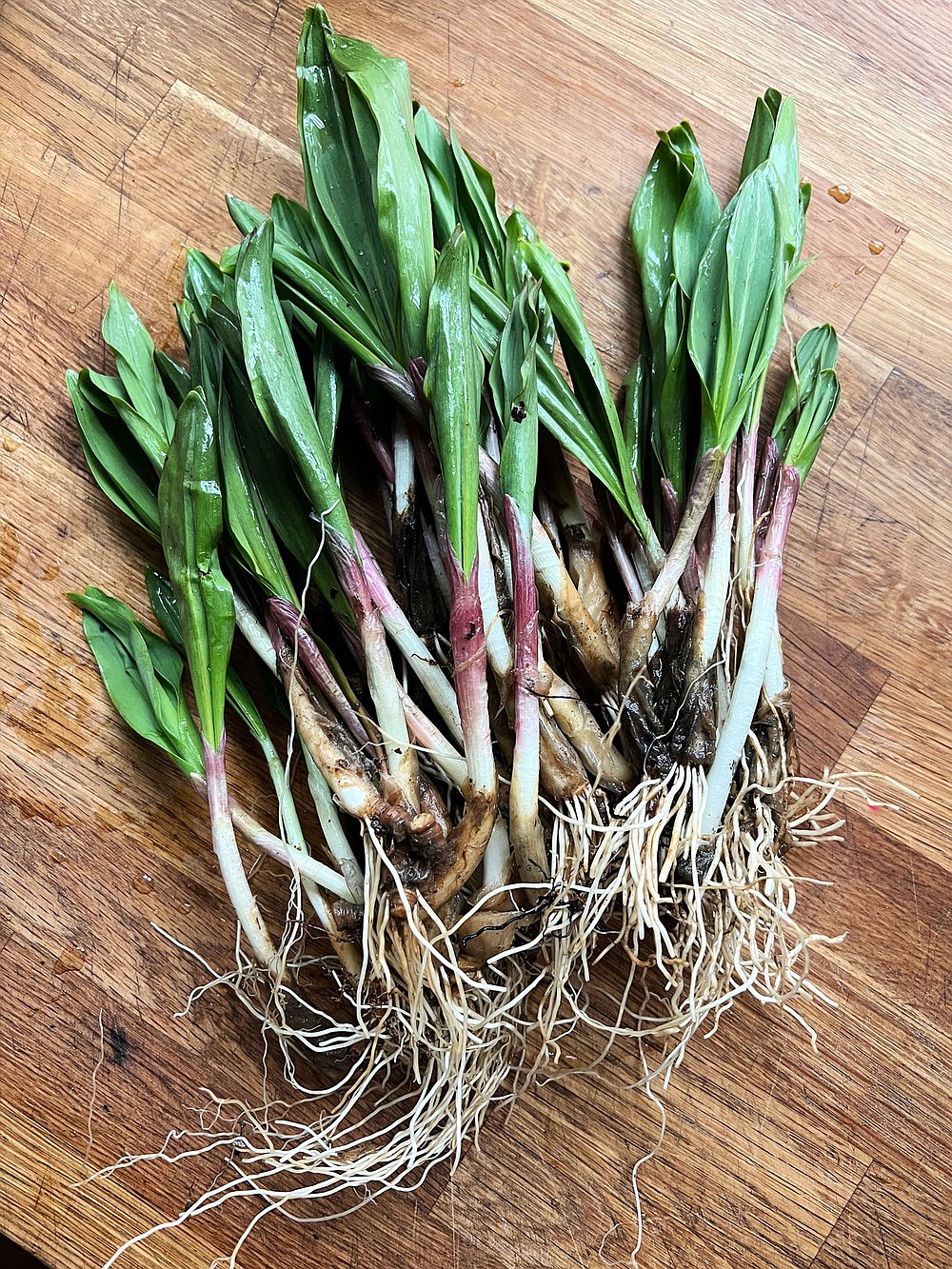 Ramp season is here Chattanooga Times Free Press