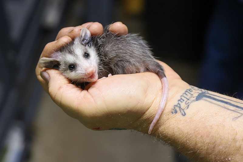 Staff Photo by Olivia Ross / Jerry Harvey, president and clinical director, holds a baby possum Thursday at Opie Acres. Opie Acres is a rehabilitation facility for possums and other animals in Chattanooga.
