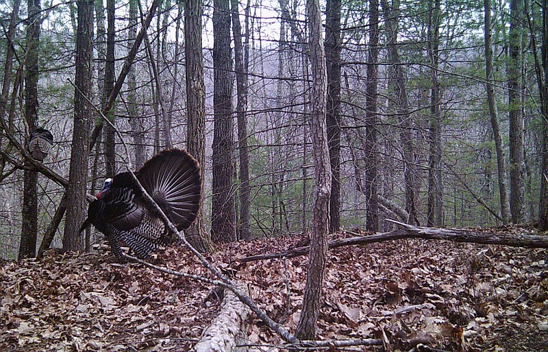 Photo contributed by Larry Case / Spring turkey hunters know that gobblers often have a knack for being heard but not seen, a fact that has frustrated many a hunter who has spent hours in a cramped position calling in the elusive bird.