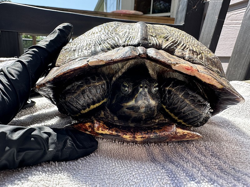 Contributed Photo / A wildlife rehabilitator displays an abrasion on the front right side of the shell of a river cooter thrown from a fast-moving car on M.L. King Boulevard on Sunday night.