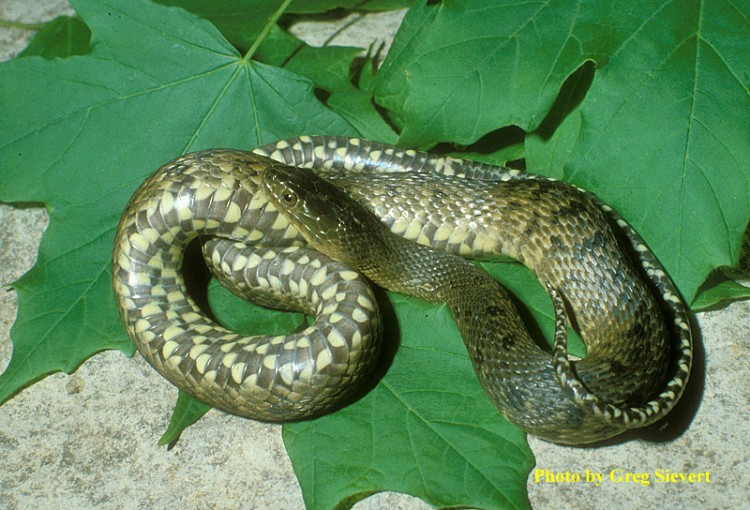 https://wehco.media.clients.ellingtoncms.com/imports/adg/photos/102815034_mississippi-green-watersnake.jpg