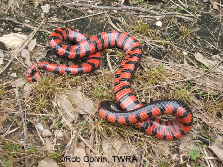 Red Cornsnake  State of Tennessee, Wildlife Resources Agency