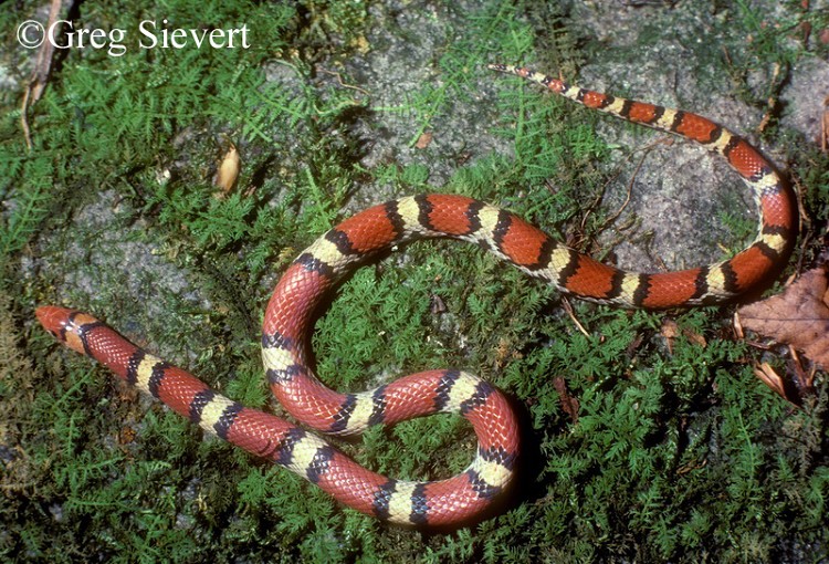 Red Cornsnake  State of Tennessee, Wildlife Resources Agency