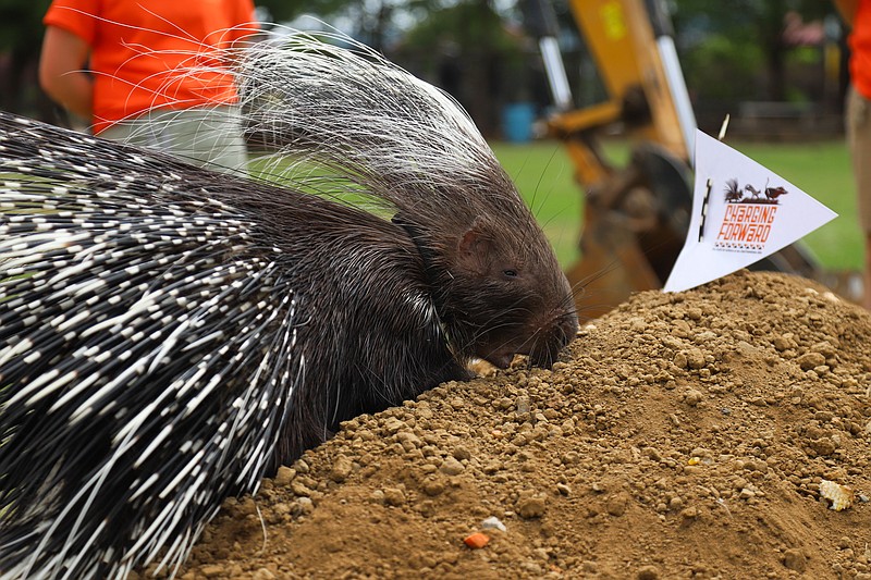 Staff Photo by Olivia Ross / Porcupines Tommy and Pookie Prickles help with the “ground digging” on the grounds of their future habitat. The Chattanooga Zoo announced Thursday its Charging Forward capital campaign to raise funds for the Cape of Africa expansion.