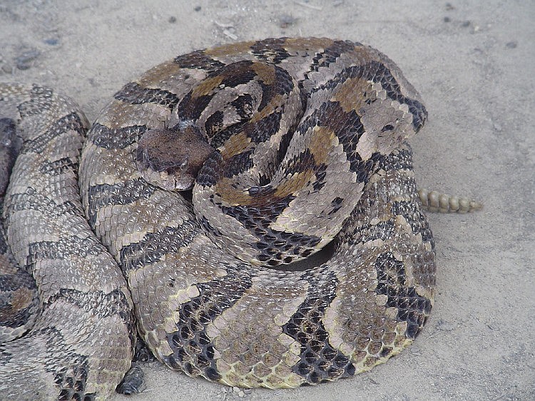 A timber rattlesnake, the largest and most dangerous of the four types of venomous snakes in Tennessee. / Tennessee Wildlife Resources Agency