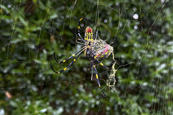 Joro spiders aren't scary. They're shy.