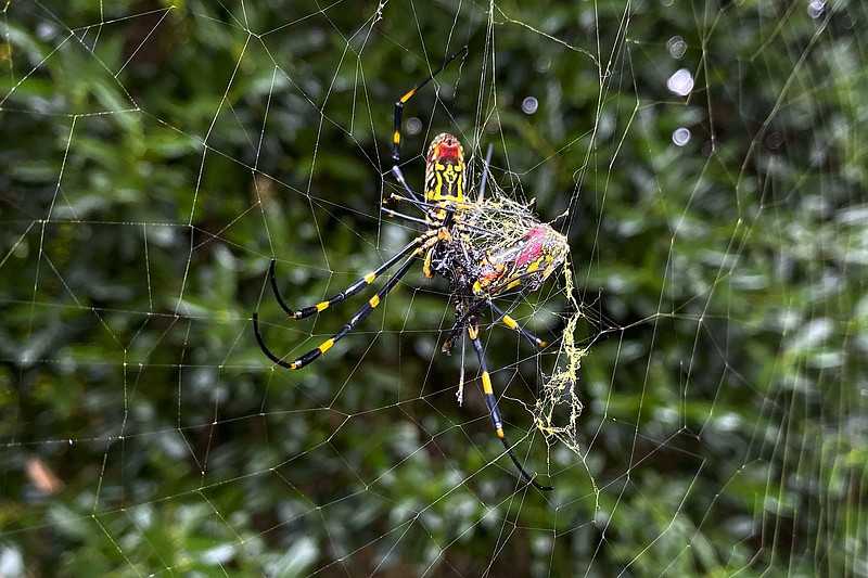 The Joro spider, a large spider native to East Asia, is seen in Johns Creek, Ga., in 2021. (AP Photo/Alex Sanz)