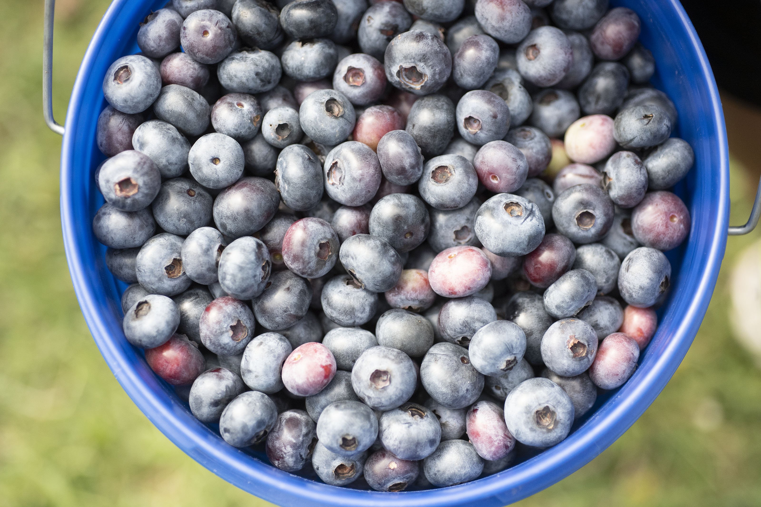 102827716_FZ-FEA-BLUEBERRIES-6  