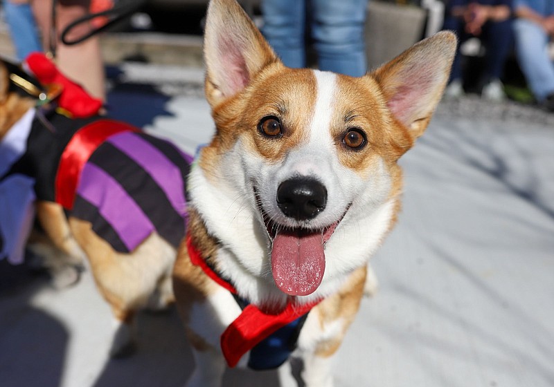 Staff file photo by Olivia Ross  / The Corgi Parade returned to St. Elmo at Hello, St. Elmo on April 3, 2022. The event celebrated the completion of the Tennessee Riverwalk's St. Elmo extension.