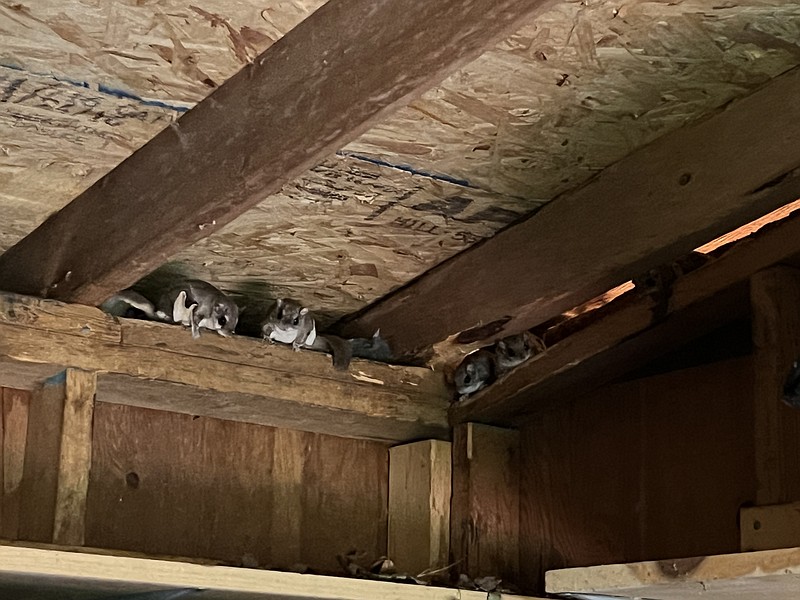 Contributed Photo / Flying squirrels are shown in a property where Critter Control provided removal services. Flying squirrels can enter a home through any half-inch gap, according to regional service manager Adam Higdon.
