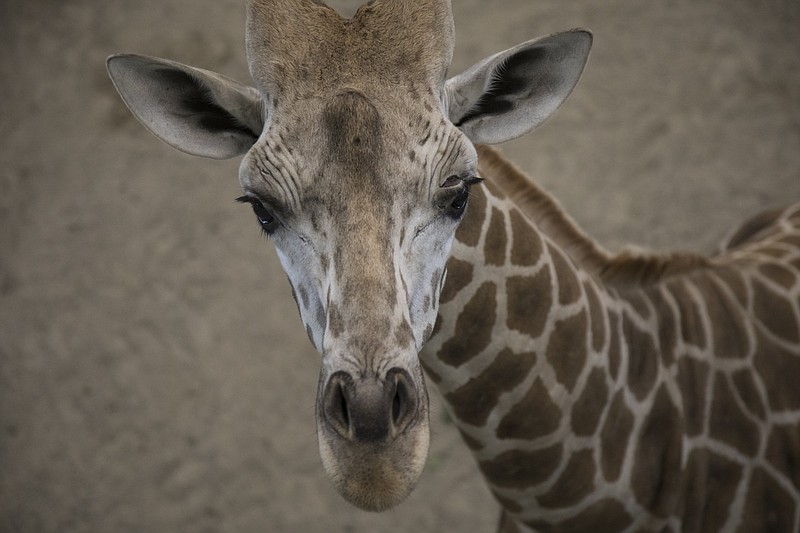Staff file photo / Q 'N Brew, scheduled July 15 at Chattanooga Zoo, will include barbecue, beer, bluegrass and encounters with the animals, including Porter, one of the three resident reticulated giraffes.