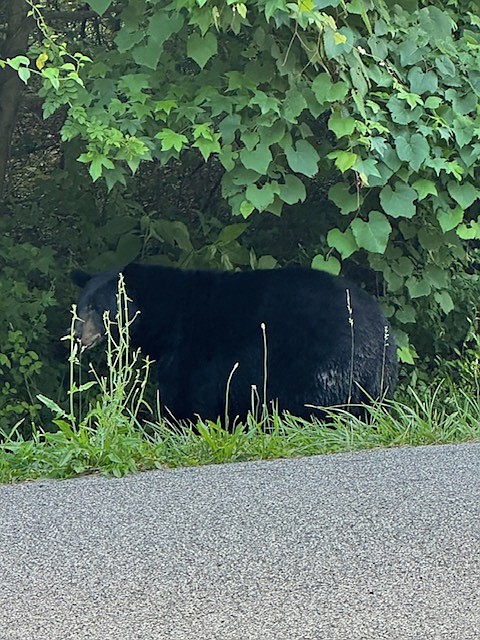 Contributed Photo / A black bear is seen on the side of Ridgeway Avenue in the town of Signal Mountain, where bear sightings are uncommon.