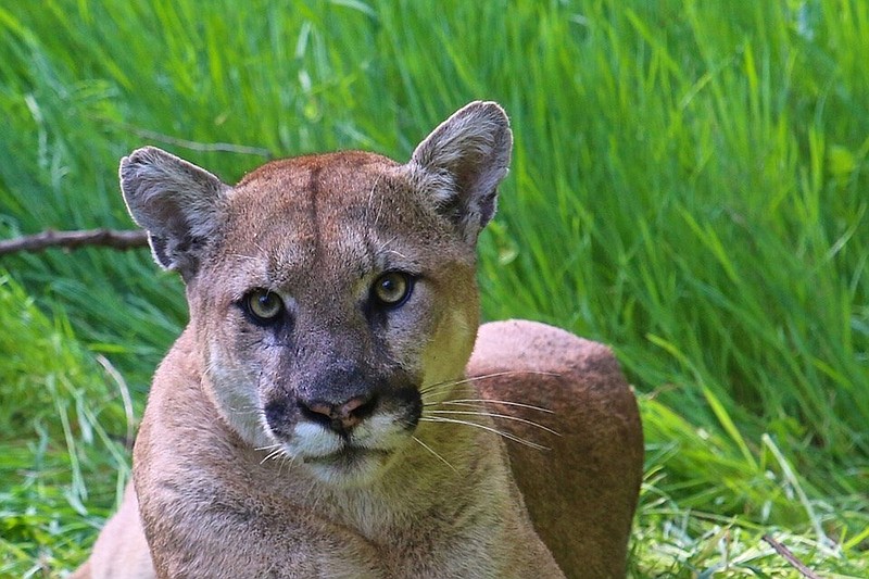 National Park Service photo via AP / A mountain lion is shown in California's Santa Monica Mountains in September 2019. Although there are thousands of mountain lions in the U.S., most are found in the western half of the country. As "Guns & Cornbreads" columnist Larry Case learned during his time as a DNR officer, that didn't keep people from sighting what they were certain were mountain lions in West Virginia.