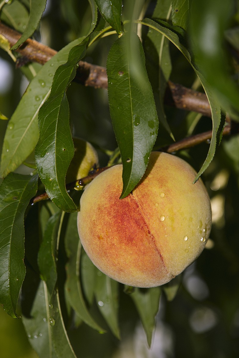 What’s a summer without peaches? Not so sweet Chattanooga