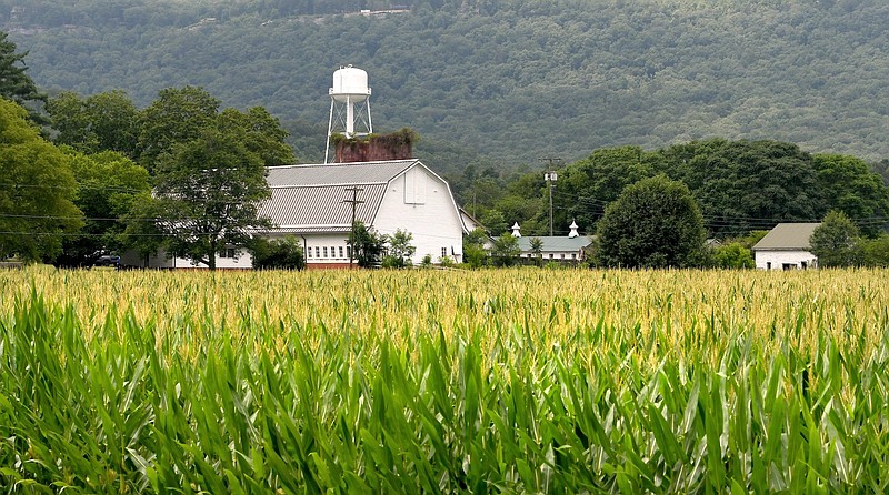Staff photo by Robin Rudd / The buildings of McDonald Farm rise beyond ripening corn on June 5, 2023. Maintaining its agricultural heritage, the Hamilton County-owned farm is to be the site of the 2023 Hamilton County Fair on Nov. 10-12, 2023.