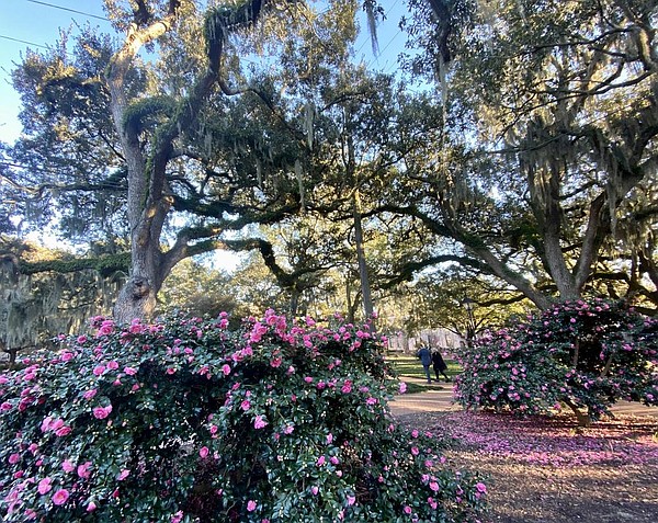Savannah educator tops list of recommendations for city's historic square renaming - Vimarsana News