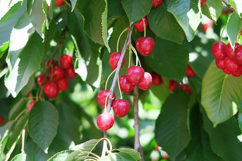 What to know about cherry grilled cheese sandwiches, Chattanooga