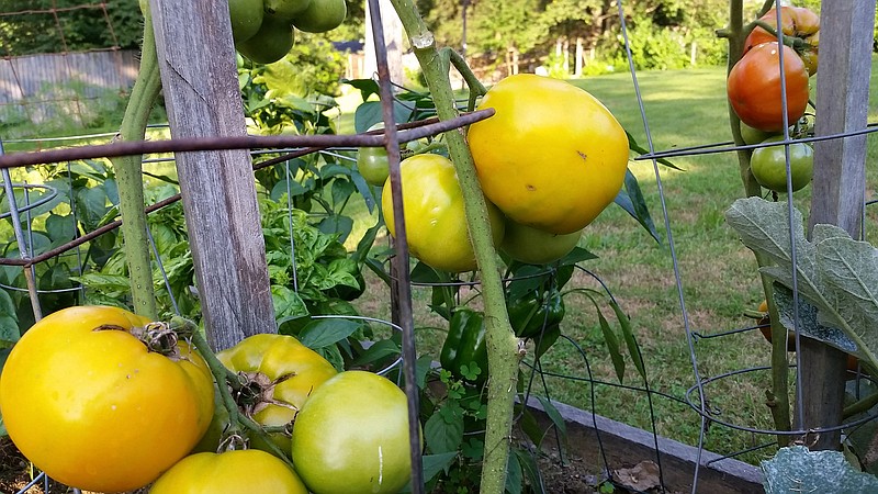 Contributed photo / The homegrown tomato is a summer staple that "Guns & Cornbread" columnist Larry Case looks forward to each year, particularly as the main ingredient in a sandwich.