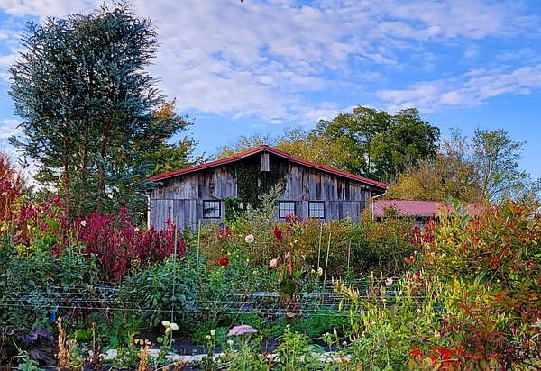 Chattanooga-area flower farms add sunset picnics, other dining options to you-pick visits - Vimarsana News