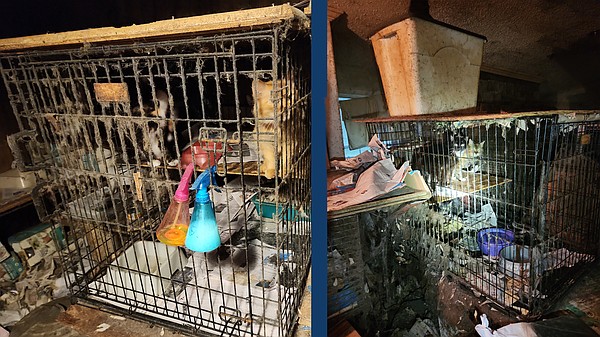 Two people arrested, more than 100 animals removed from property in Walker County hoarding case - Vimarsana News