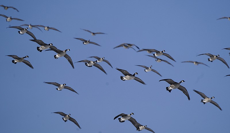 AP file photo by David Zalubowski / Canada geese glide in for a landing at Barr Lake State Park near Brighton, Colo. The opening of the seasons for Canada geese and doves are the traditional start to the hunting calendar.