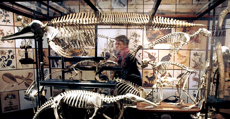 A visitor passes a display of animal skeletons at the temporary exhibit of "Darwin" at the American Museum of Natural History in New York in 2005. /AP Photo/Mary Altaffer, File