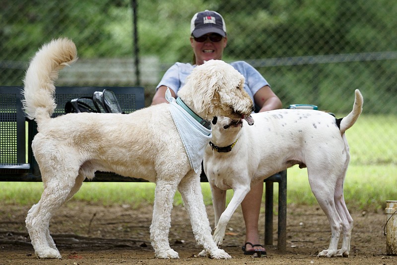 Staff photo  / Nicole Kemper smiles as her dog, Fenix, right, plays with Sora in the dog park at Greenway Farms in 2020.