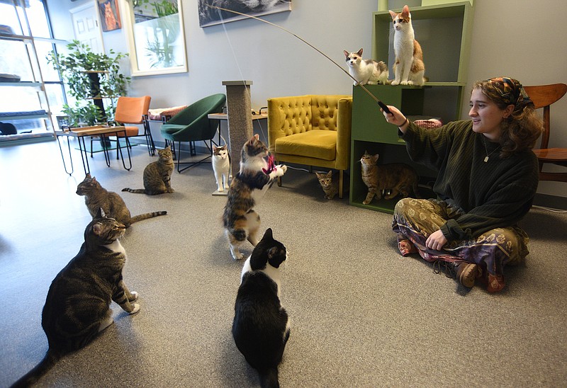 Staff file photo by Matt Hamilton / Chattanooga resident Megan Batson plays with cats at the Naughty Cat Cafe on Dec. 9.