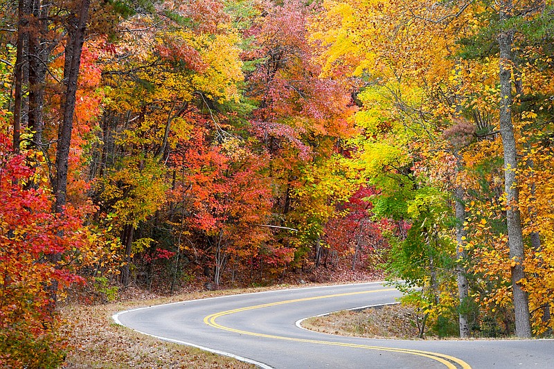 Staff Photo by Robin Rudd / Colorful fall foliage lines Georgia Highway 52 on the way up the mountain to Fort Mountain State Park, near Chatsworth, Ga., in 2022.