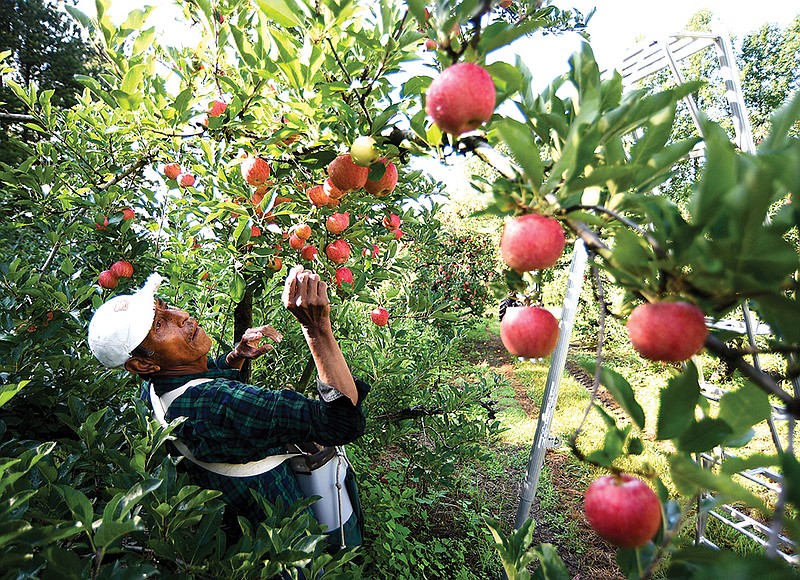 Apple season Australia: Growing and picking fresh apples