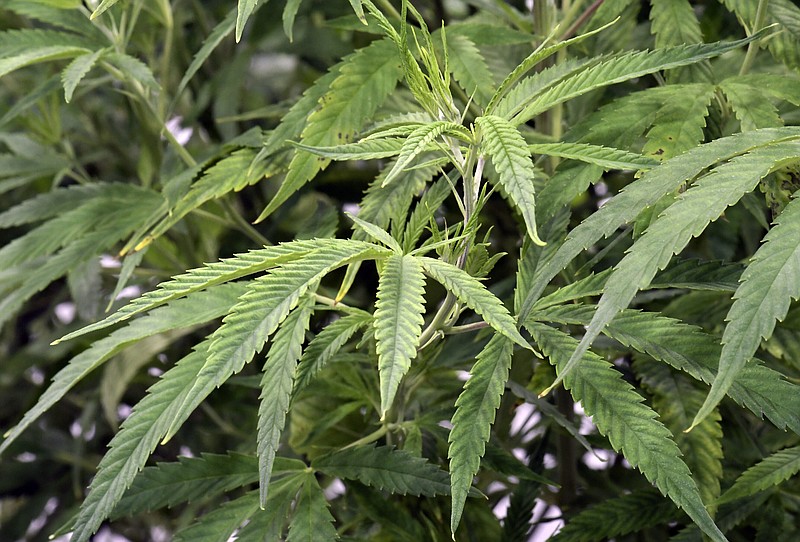 A view of medical marijuana plants during a media tour of the Curaleaf medical cannabis cultivation and processing facility in 2019 in Ravena, N.Y. (AP Photo/Hans Pennink)