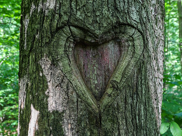 USDA awards Chattanooga $6 million grant to improve urban forestry in underserved communities - Vimarsana News