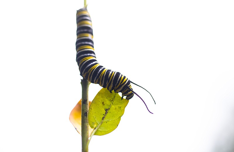 Photo by the Mrs. 5-at-10 / A monarch caterpillar feeds on a milkweed plant in the backyard of the 5-at-10 compound. Yes, the Mrs. 5-at-10 makes art; the 5-at-10 almost assuredly will have a Godfather quote somewhere today. What should we name this little fellow? Discuss.