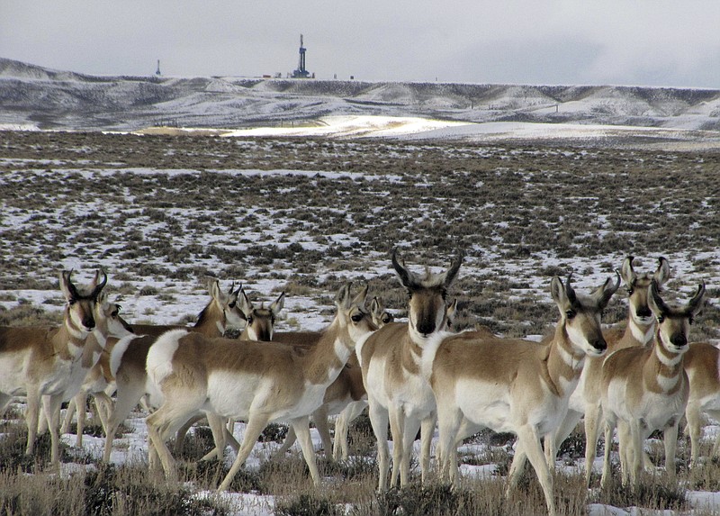 AP file photo by Mead Gruver / Pronghorn antelope, like these in Wyoming, are among the game that lure American hunters from back East out to the West. But outdoors columnist Larry Case points out that for those seeking a dream hunt on public land, the red tape of dealing with state agencies can make the process a nightmare.