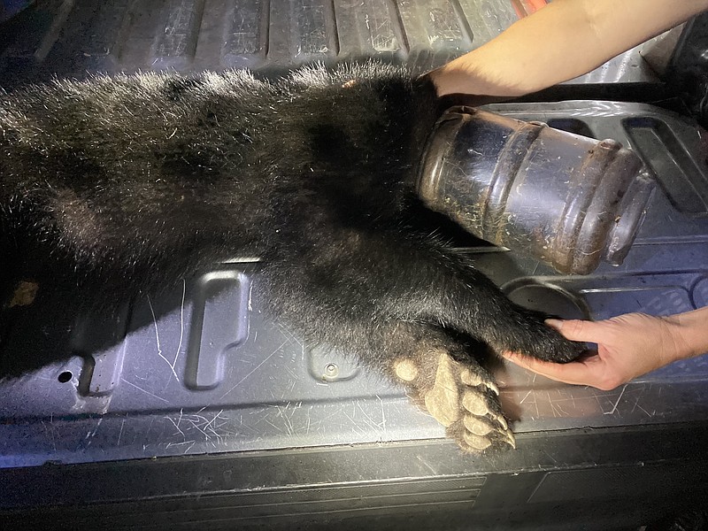 Tennessee Wildlife Resources Agency / This black bear cub was rescued by state wildlife officials after a resident near Chilhowee Lake spotted the young bear with its head stuck in a bird feeder. The bear cub was with its mother when first seen Aug. 14.