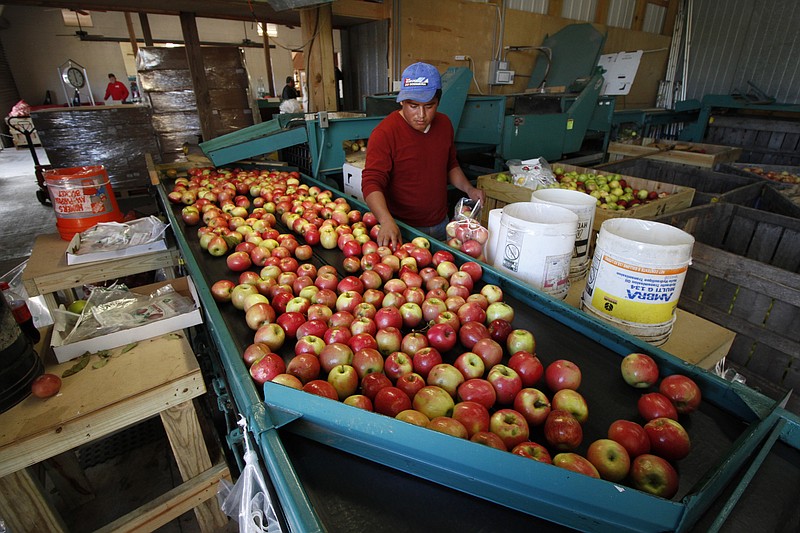 Bagging Apples