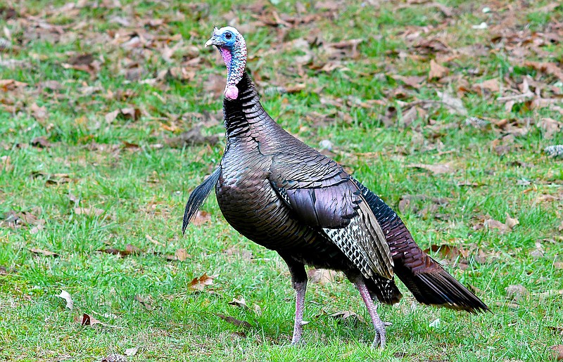 Staff photo by Robin Rudd / A male wild turkey, in breeding plumage, struts along Mocassin Bend Road as his harem remains at the edge of the forest in March 2023. The same gobblers behave quite differently later in the year, making them tougher to find during turkey hunting's fall season, writes "Guns & Cornbread" columnist Larry Case.