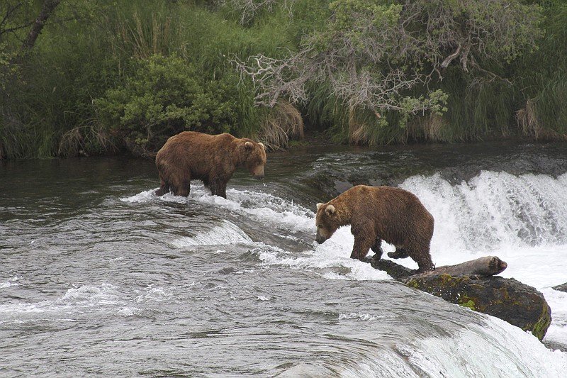 AP file photo by Mark Thiessen / Two brown bears fish for salmon at Alaska's Brooks Falls at Katmai National Park and Preserve.