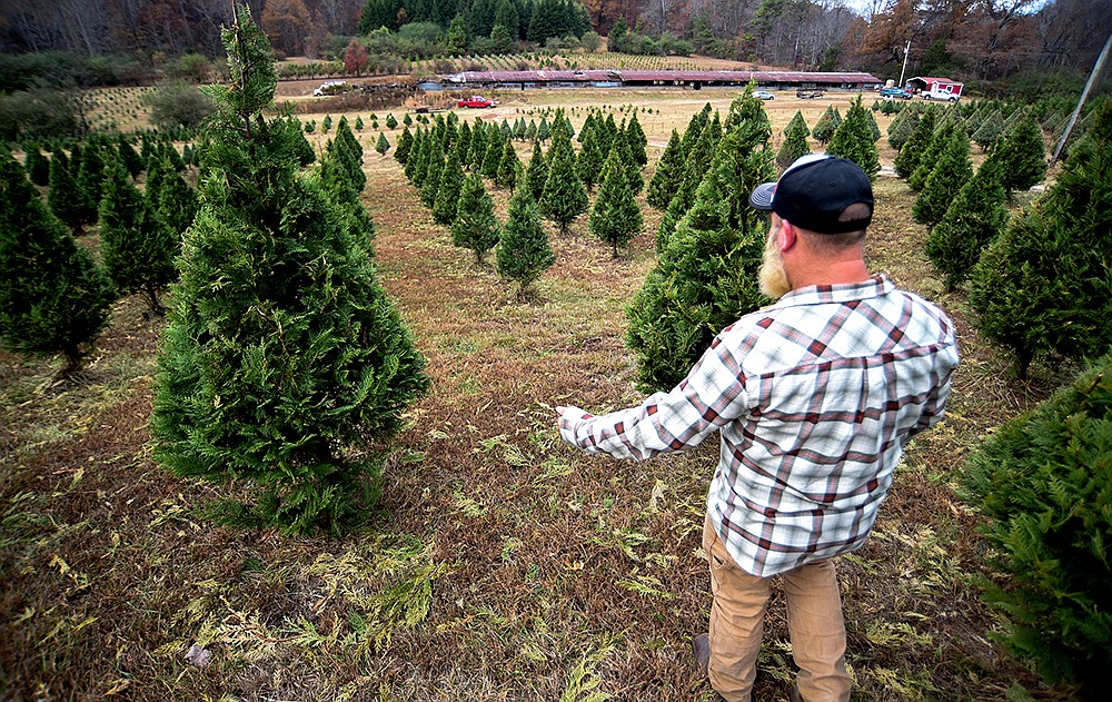 Real vs. fake Christmas tree debate Chattanooga Times Free Press