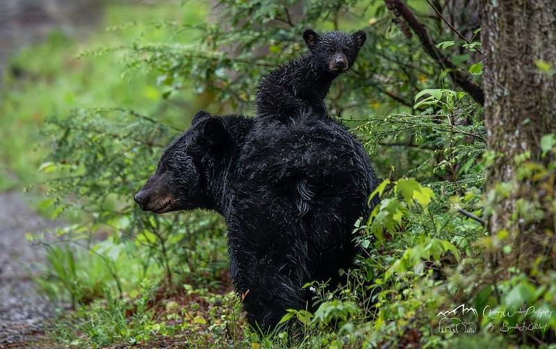 Contributed Photo / Brenda Gilbert's image of a mama bear and cub in the Great Smoky Mountains is the featured photo for April in the 2024 Tennessee Wildlife Federation calendar.