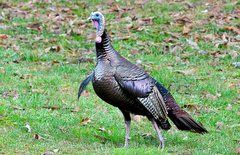 wild turkeys were once considered a conservation success but