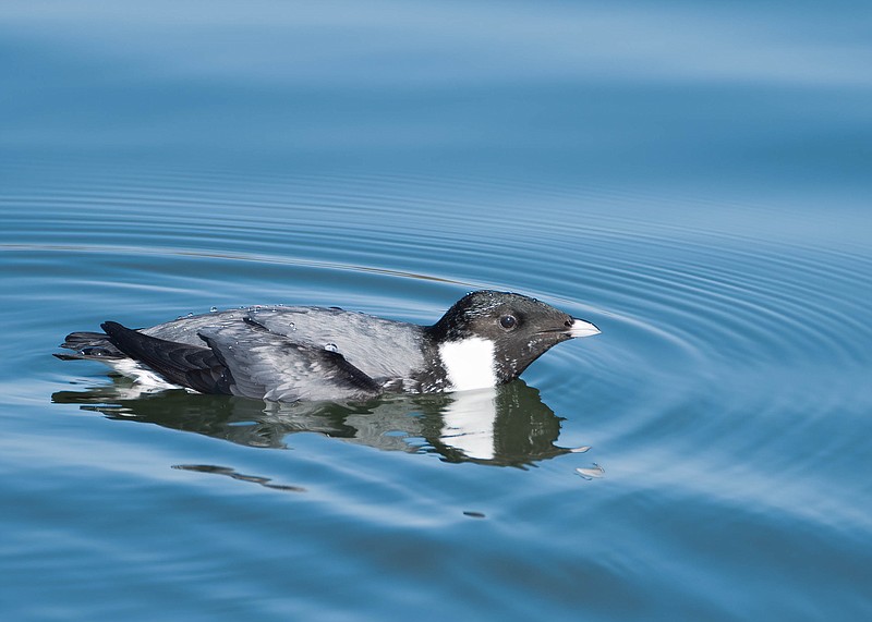 Contributed photo / An ancient murrelet, seen near Chickamauga Dam on Monday, was seen in Tennessee for the first time. The species is generally found in the Pacific Northwest, mostly on open water.