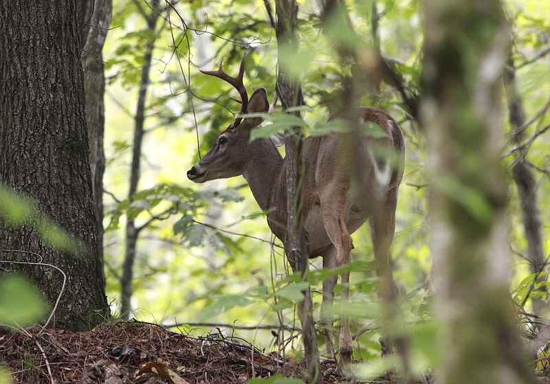 Staff file photo / While deer do their best to stay hidden most of the year, mating season and the rut will lead bucks to change their behavior in the process of seeking out does, writes "Guns & Cornbread" columnist Larry Case.