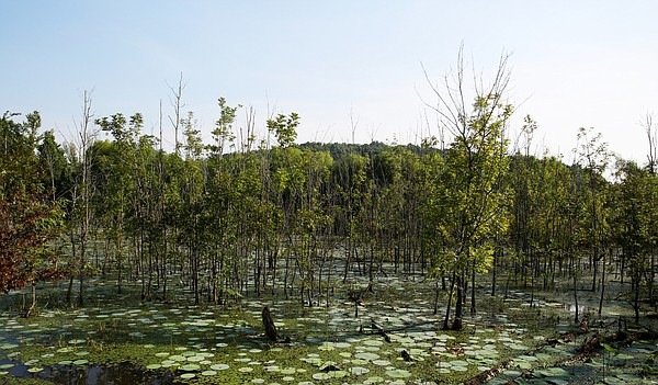 Bill to end protections for Tennessee wetlands draws pushback | Chattanooga Times Free Press - Vimarsana News