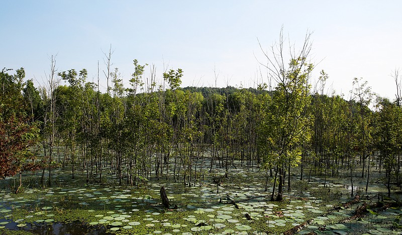 Bill to end protections for Tennessee wetlands draws pushback