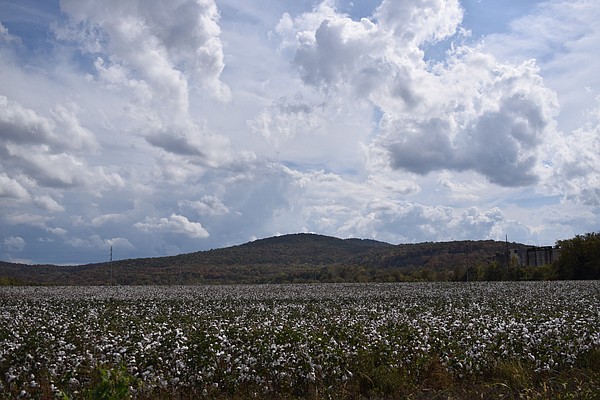 Cotton ranks as Tennessee's third highest agricultural export, generating $278 million in 2023 - Vimarsana News